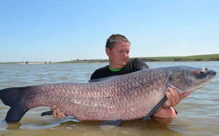 46厘米！18条金鱼引发美国人担忧，会像亚洲鲤鱼一样泛滥吗？