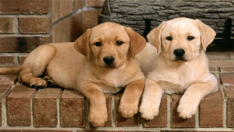 怎么判断小拉拉是纯种的,如何区分拉拉和金毛的幼崽