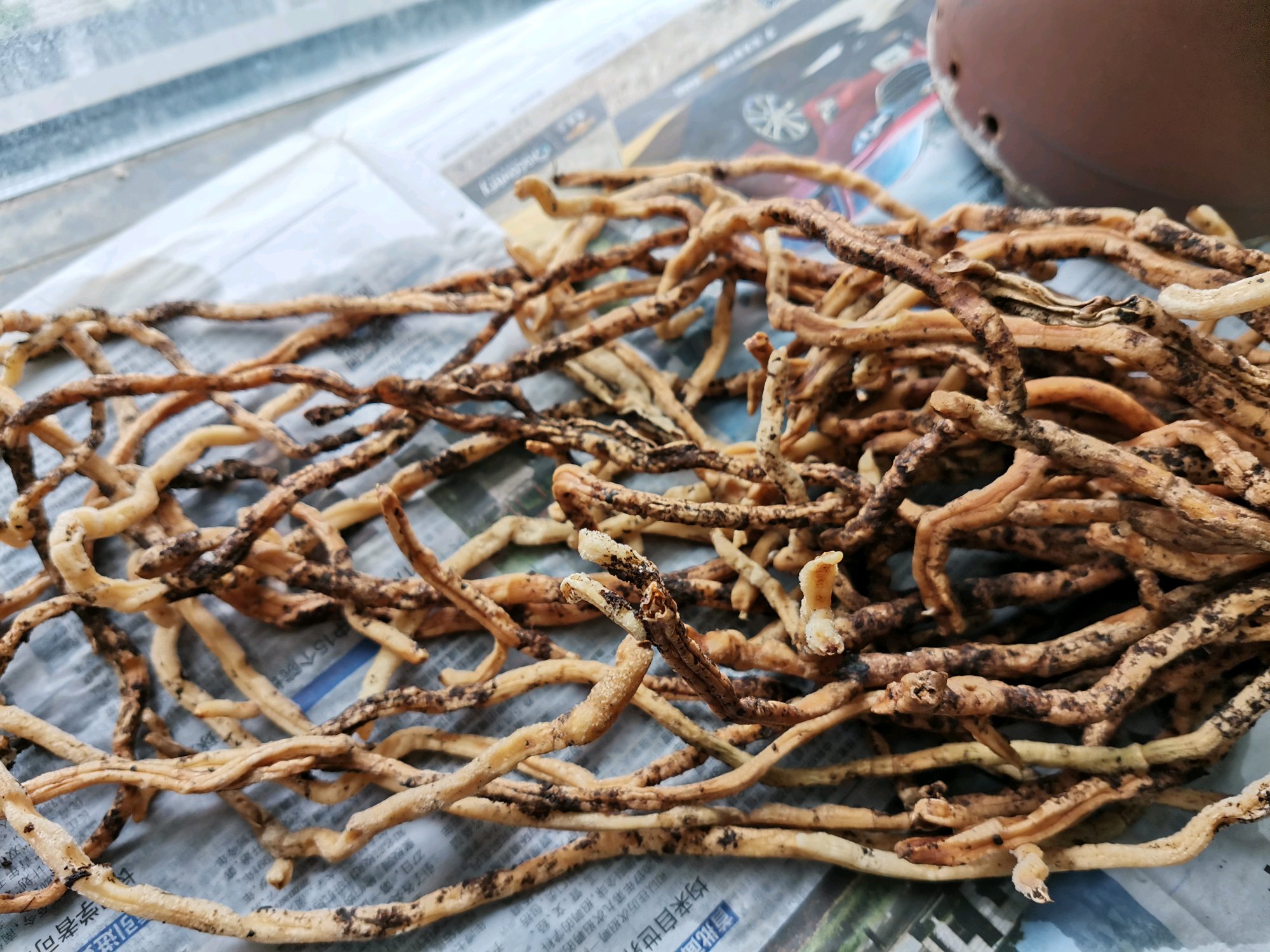 君子兰的根系有多少,君子兰的根系越长越旺