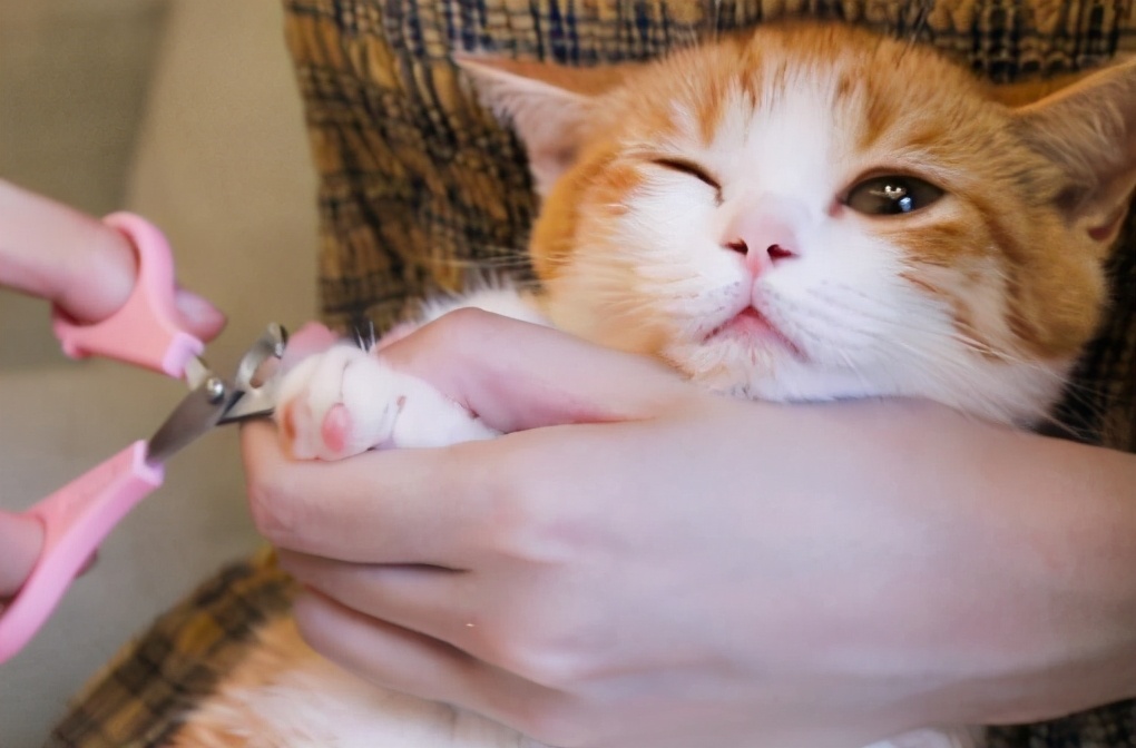 揭秘那些养猫谣言是真的吗,养猫的十大迷惑行为