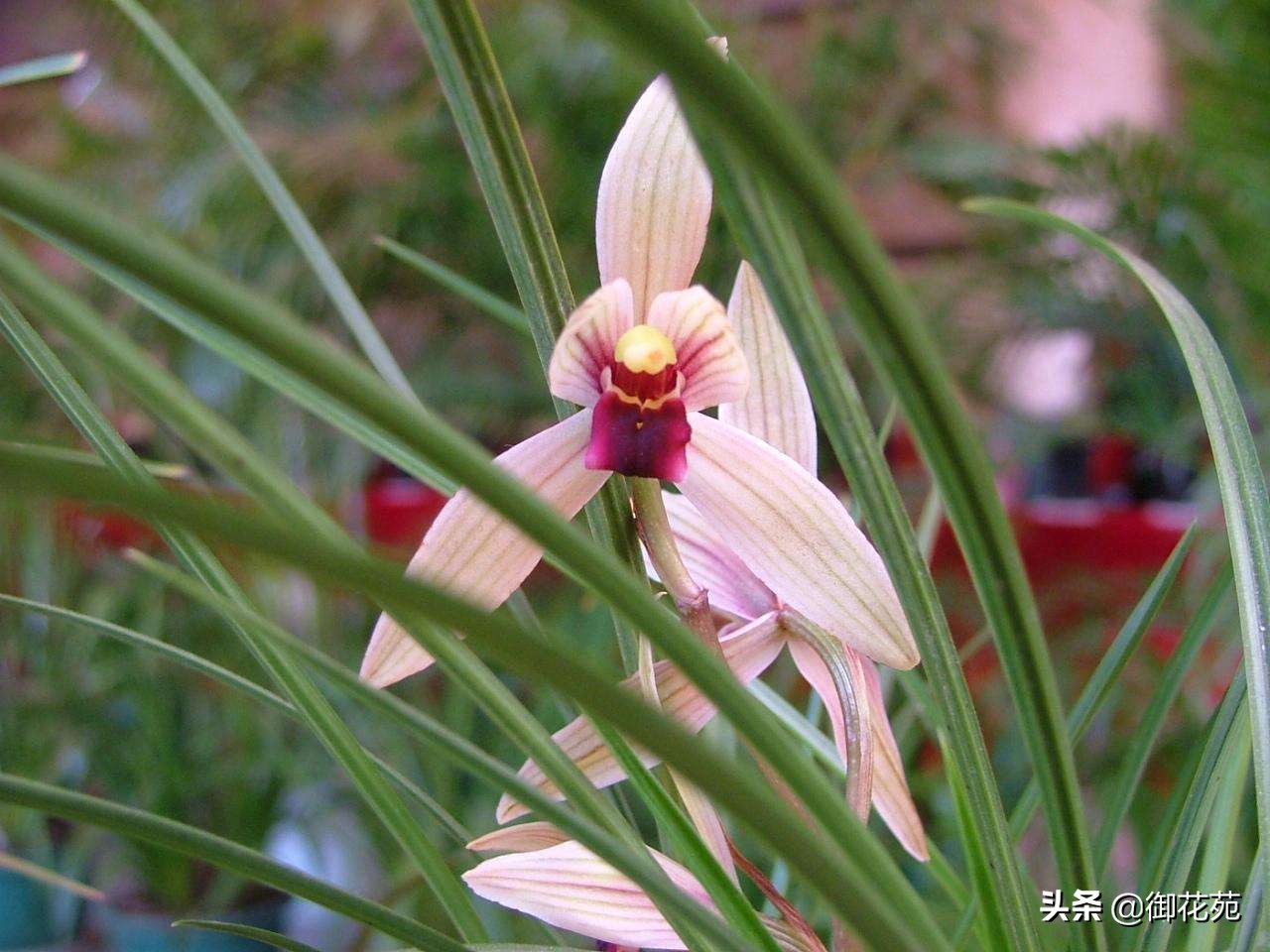 兰花养殖方法兰花品种大全,兰花品种中哪个品种喜欢湿一点