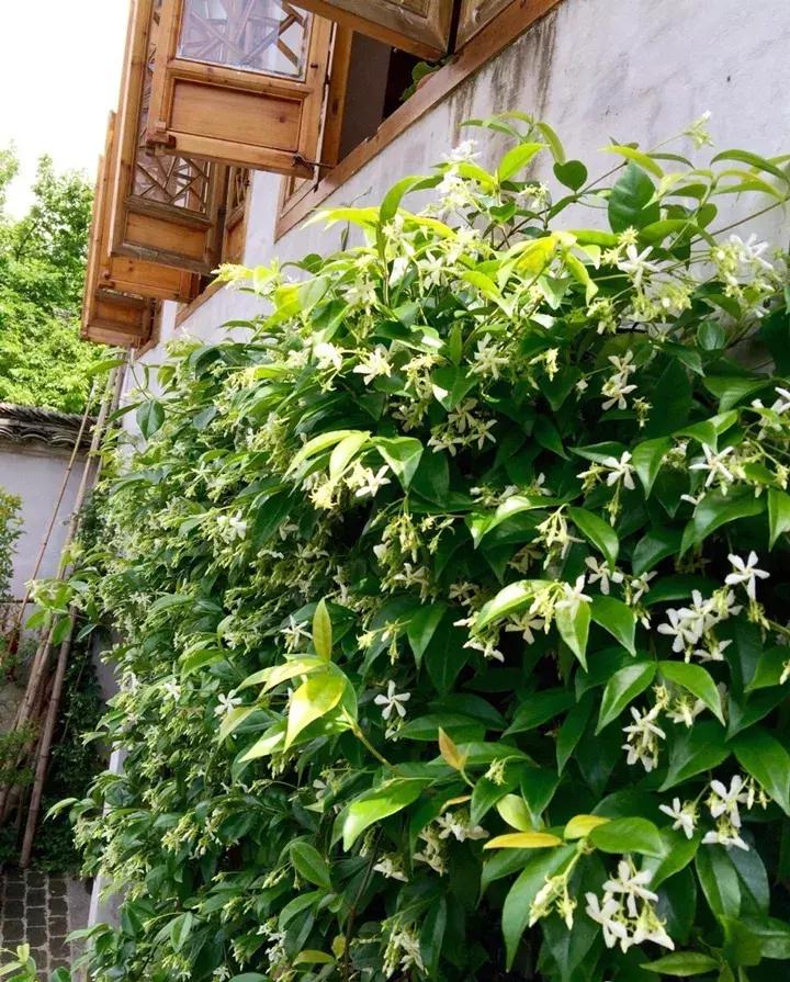 五月份被公认阳台最好养的10种花,喜阴耐旱适合室内养的50种花