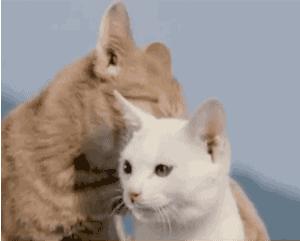 中华田园橘白猫脾气好吗,中华田园白猫配什么猫