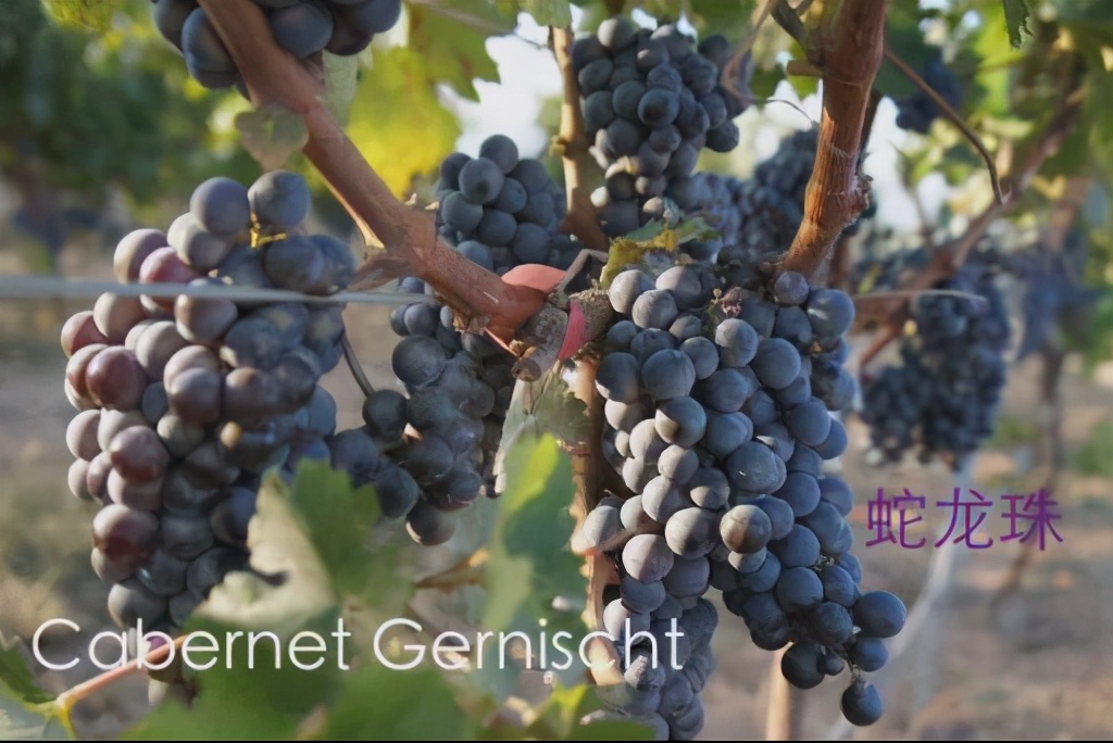 张裕葡萄酒解百纳是什么意思,张裕解百纳拼音为啥是chang