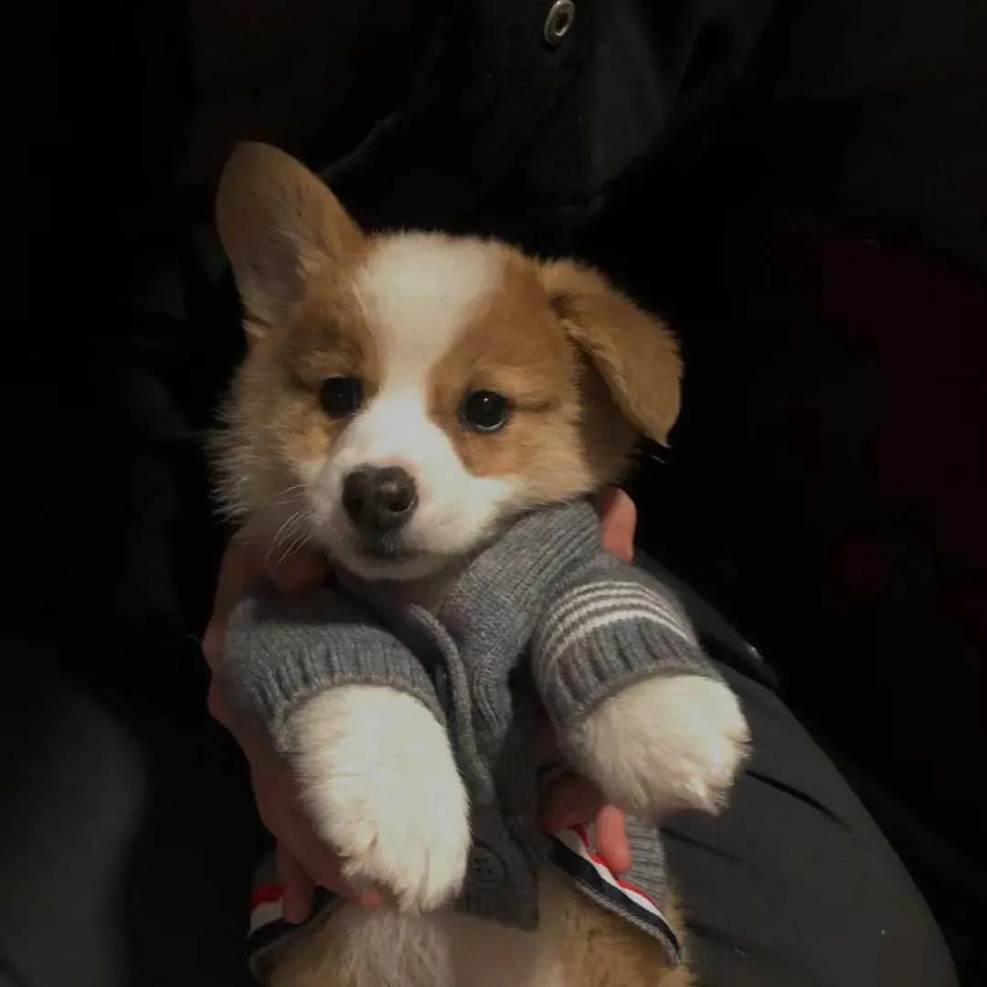 100张好看不常见的微信头像,适合中年女人高雅的微信头像