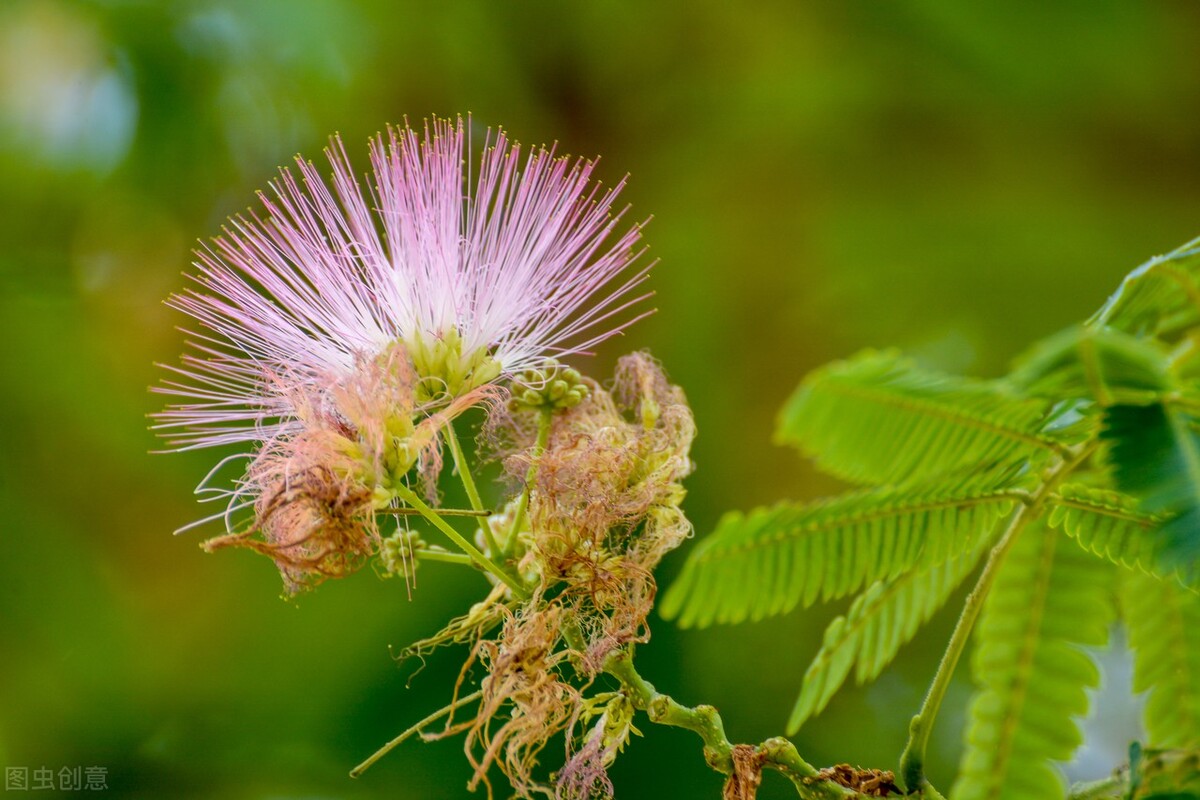 郁郁葱葱的多肉植物,适合阳光足的一年四季开花的植物
