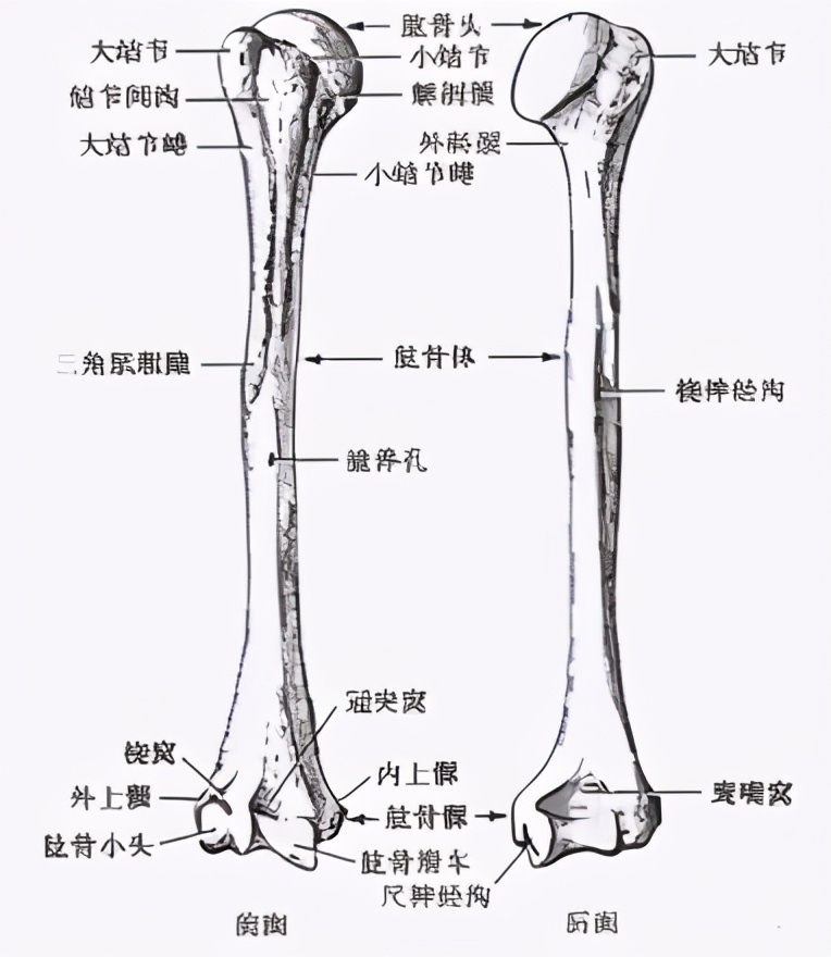 针灸学太白在哪条经脉,再看针灸学之经脉篇