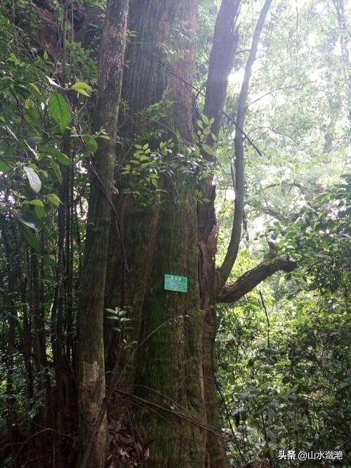 南靖珍稀植物,漳州市南靖县和溪镇乐土原始森林