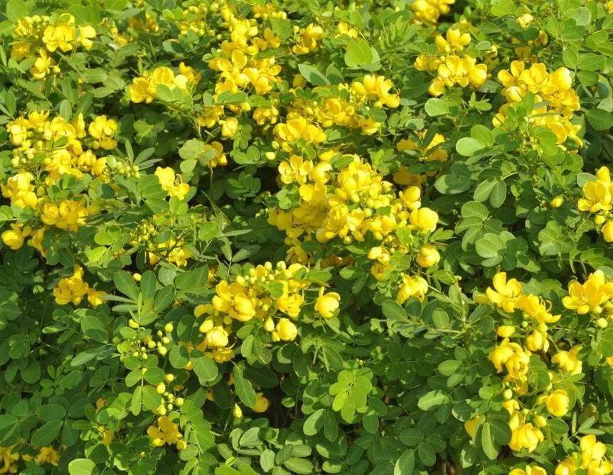 带你们认识这些野生草药,农村随处可见的几种野生中草药