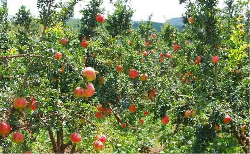 石榴树用什么土栽培好,石榴树怎么剪枝才能高产