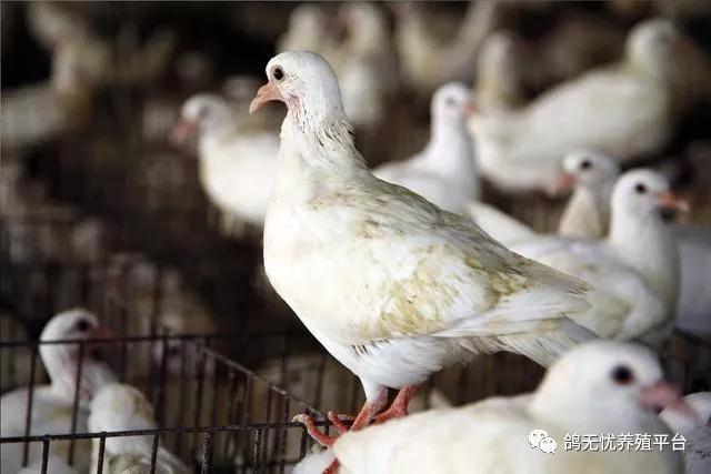 最近养鸽业行情如何,目前养鸽行情如何