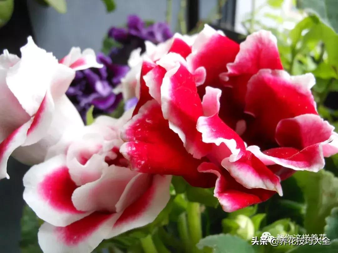 4种耐阴花好看好养活室内也能开,和绿萝长得很像耐阴的植物