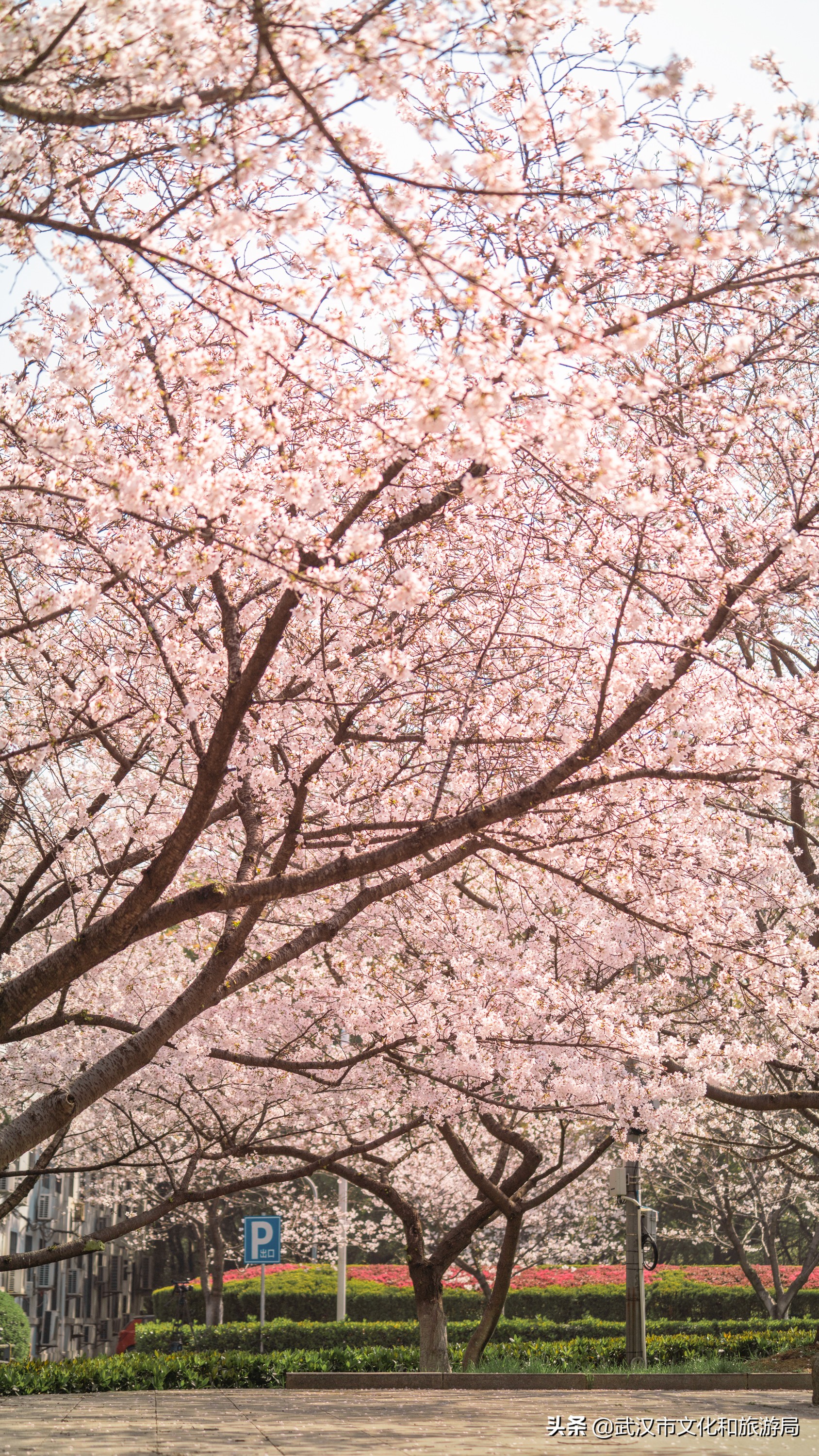 武汉东湖樱花门票,武汉看樱花的景点