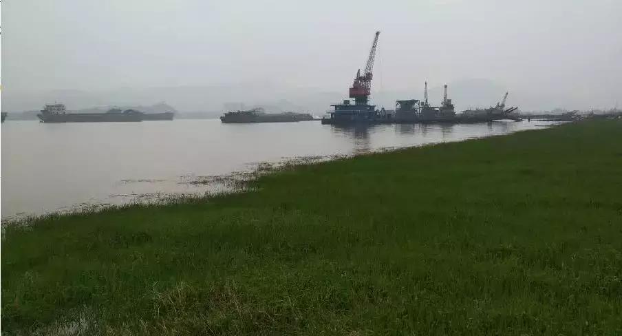 武穴又到挖野菜的时候了，江边好多人都在挖野菜，你吃了吗？