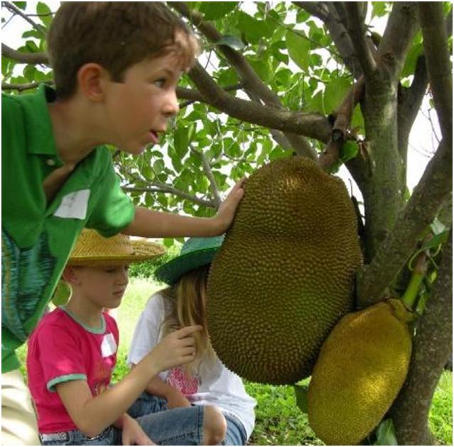 野生菠萝蜜是怎样繁殖的,高压繁殖菠萝蜜树能种吗