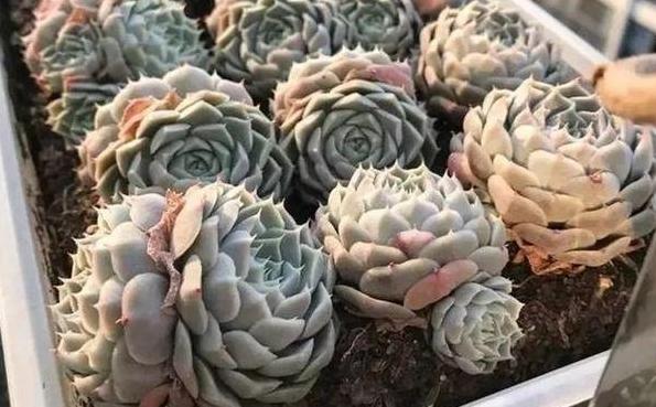 蚧壳虫最喜欢吃什么多肉,蚧壳虫不吃多肉的天敌