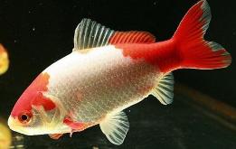 入门养鱼必看手把手教你养鱼,新手怎样养鱼最简单又好养的方法