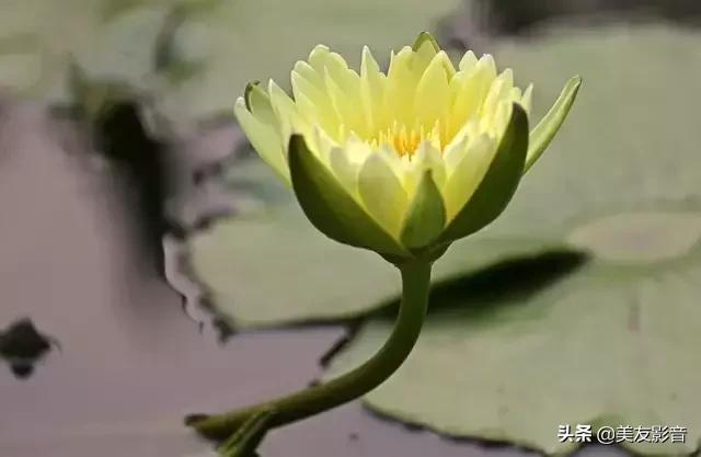 江南可采莲莲叶何田田全诗讲解,有关莲的古诗词大全