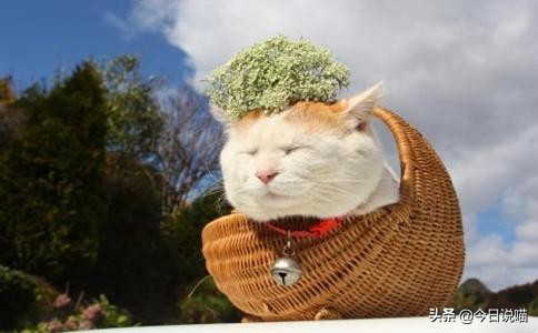 十只网红猫哪个最适合你养,各大网红猫都是什么品种