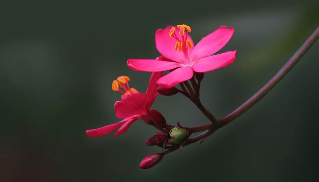 100种常见观叶植物图鉴史上最全,农村常见的100种植物