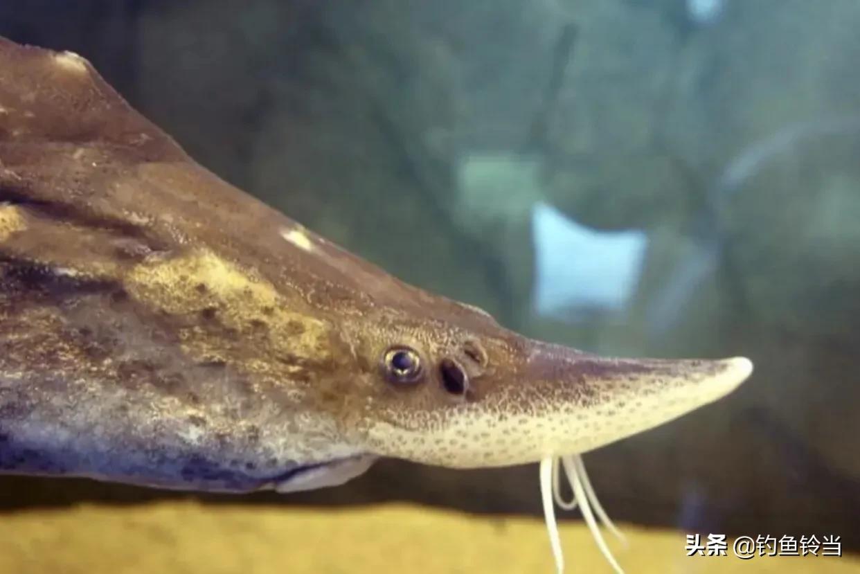 黑龙江的达氏鳇鱼,达氏鳇鱼为什么那么便宜