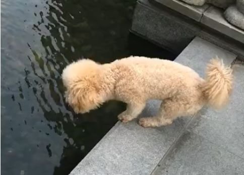 防止狗狗下水潜水的方法,狗子怕水怎么办让狗子跳下水