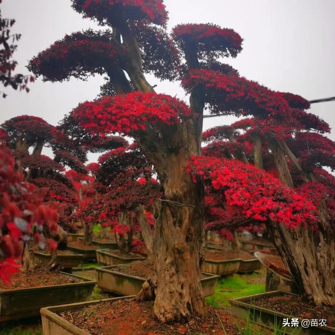 红花檵木桩造型适合庭院别墅,红花檵木老桩怎么选
