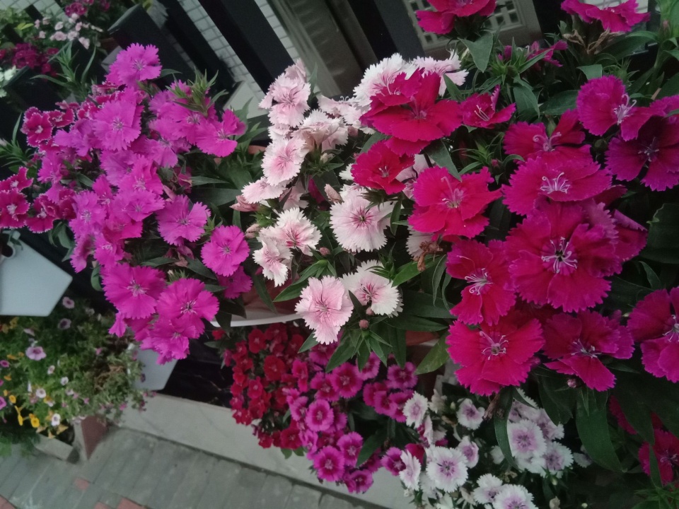 1995年广州芳村石围塘花市,芳村最好看的花市