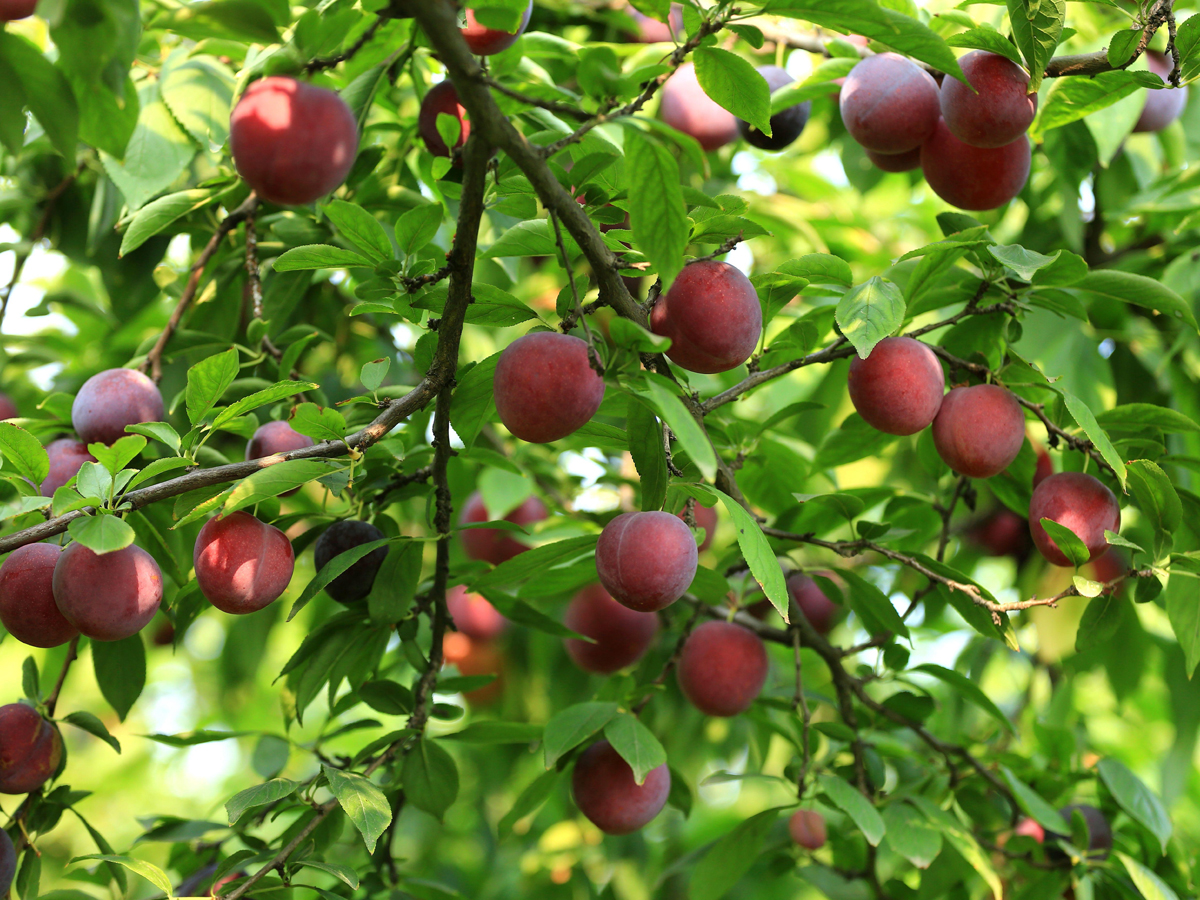 荔枝和什么水果搭配不上火,应季水果荔枝芒果