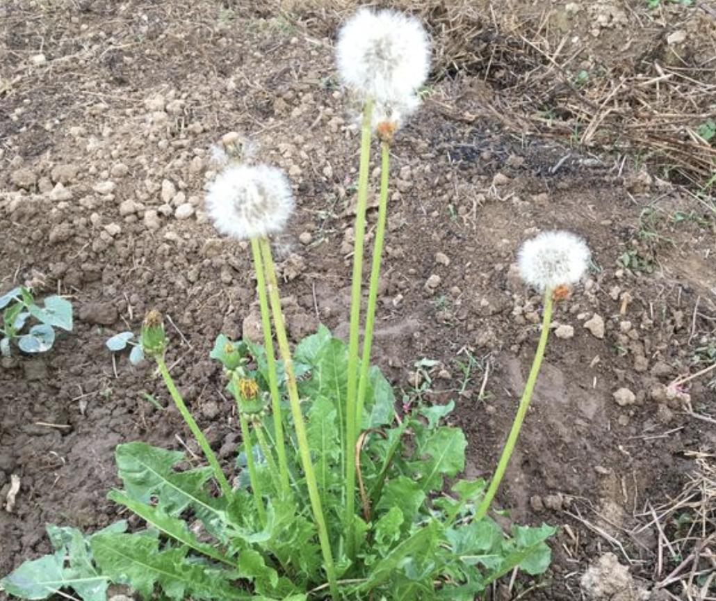 “1种草”在路边不起眼，人称“蒲公英”，处理后价值高，请珍惜