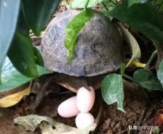 新手养水龟最好养什么龟,新手养半水龟哪个品种好