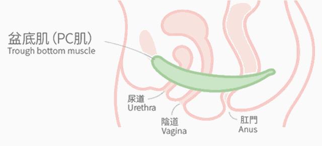 马伊琍喜欢的哑铃,马伊琍怒赞的哑铃