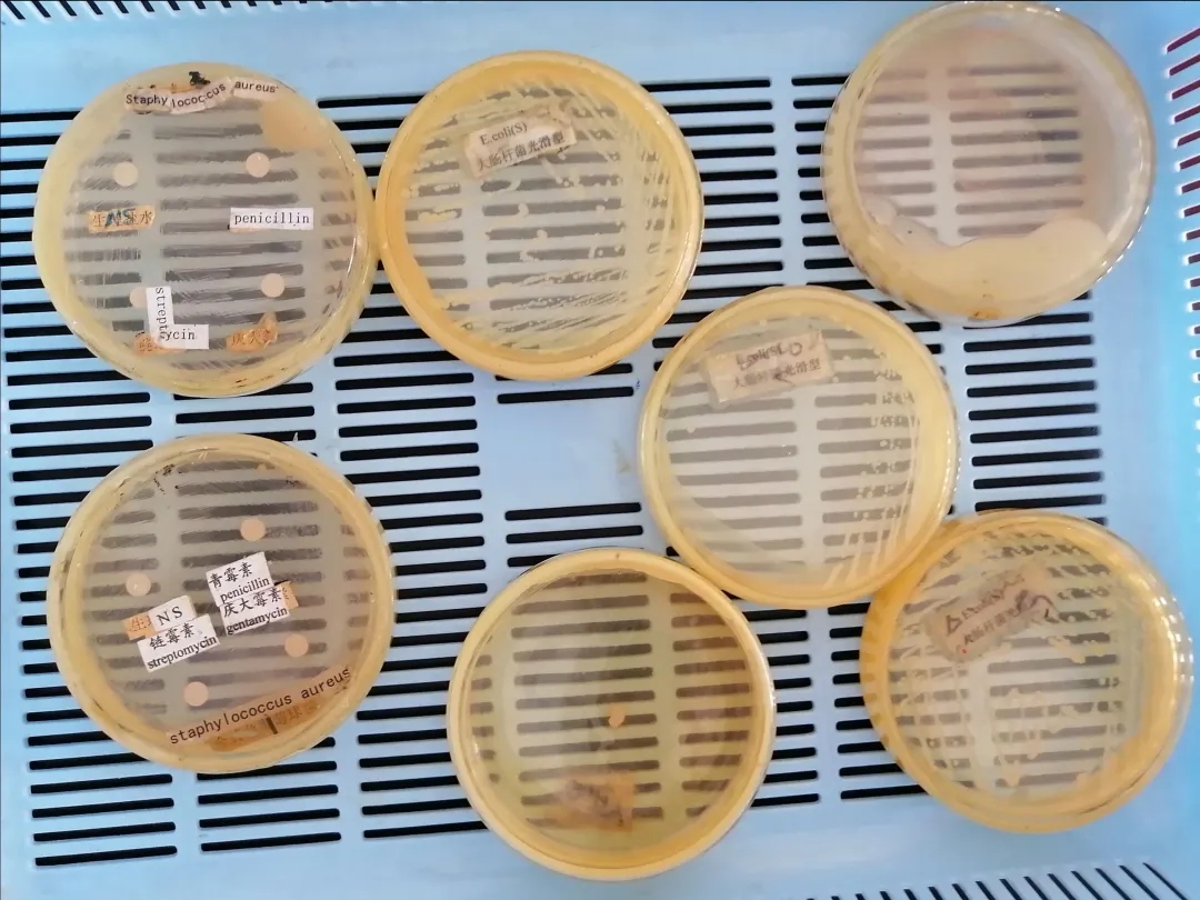 医学生学习打卡做题,医学生学习成果检验视频