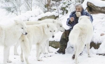 国外老人成为狼群的头狼，母狼发情时最尴尬，地位受挑战时最危险