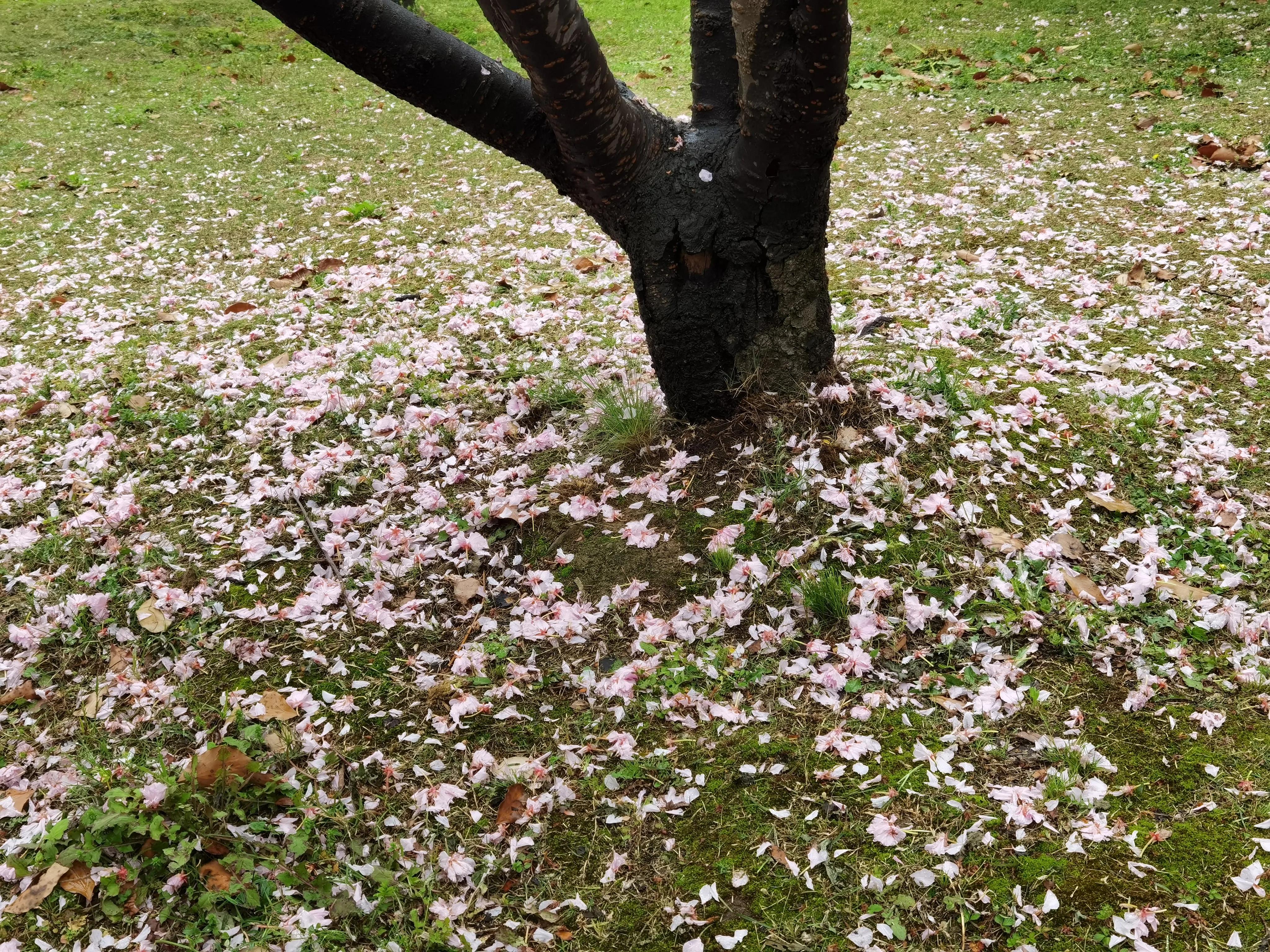 七绝吟春的诗句,七绝吟