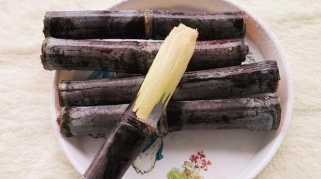 比熊犬最怕三种水果,比熊犬幼犬都吃什么水果