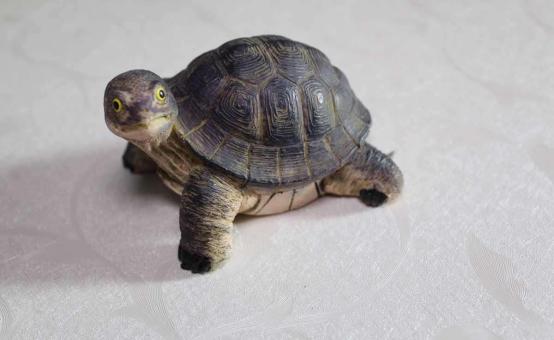 怎么养乌龟才能让乌龟活得更久,乌龟好养吗怎样正确的饲养乌龟