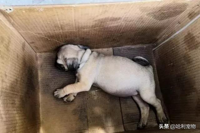 狗市金毛犬最新视频,狗市精品成年金毛犬