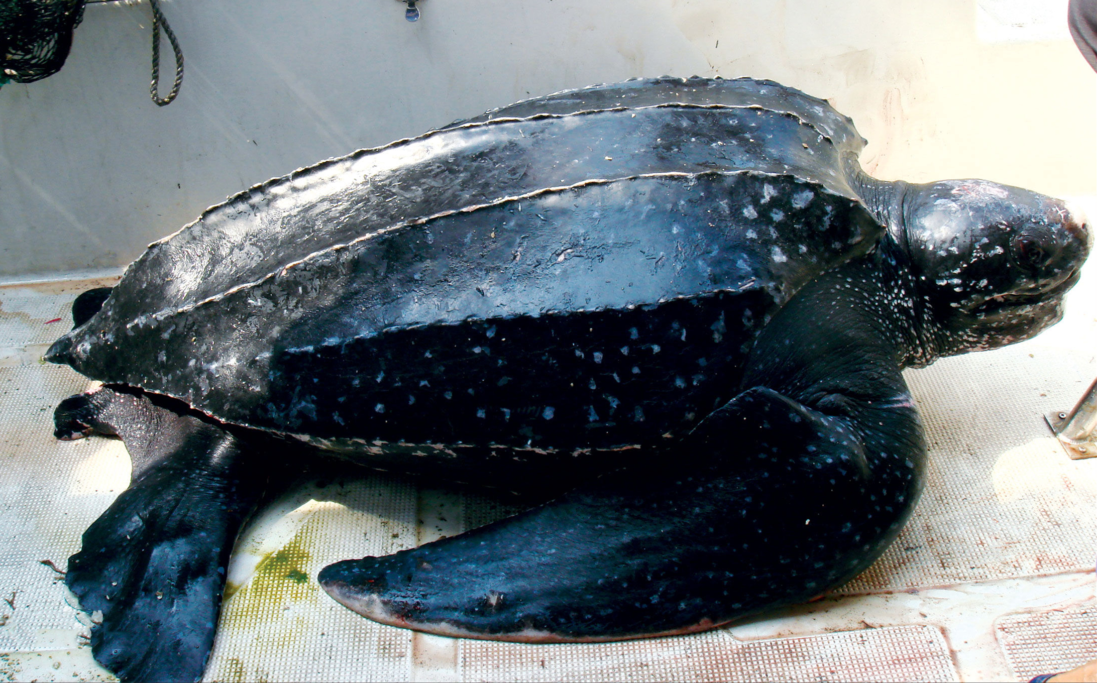 有趣的海龟是怎么样的,海龟特点与有趣之处