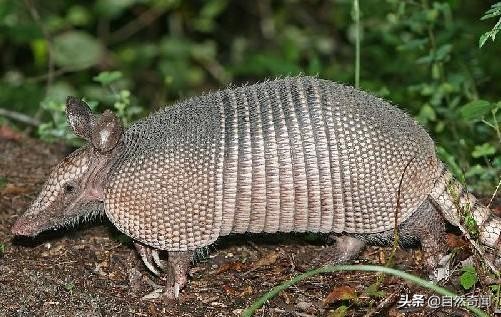 亚马逊十大凶猛植物,巴西亚马逊热带雨林动植物