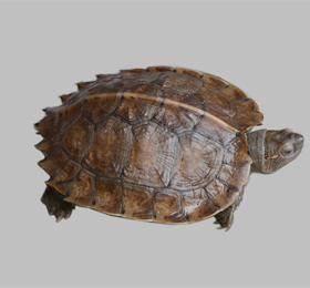 新龟应激腐皮怎么治疗最有效,龟出现应激反应的表现打什么针