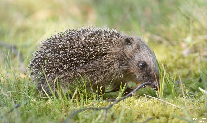 除了蝙蝠，这9大“野味”也不可食用，必须要了解的知识
