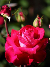 玫瑰花简介带拼音,玫瑰花简介英文版