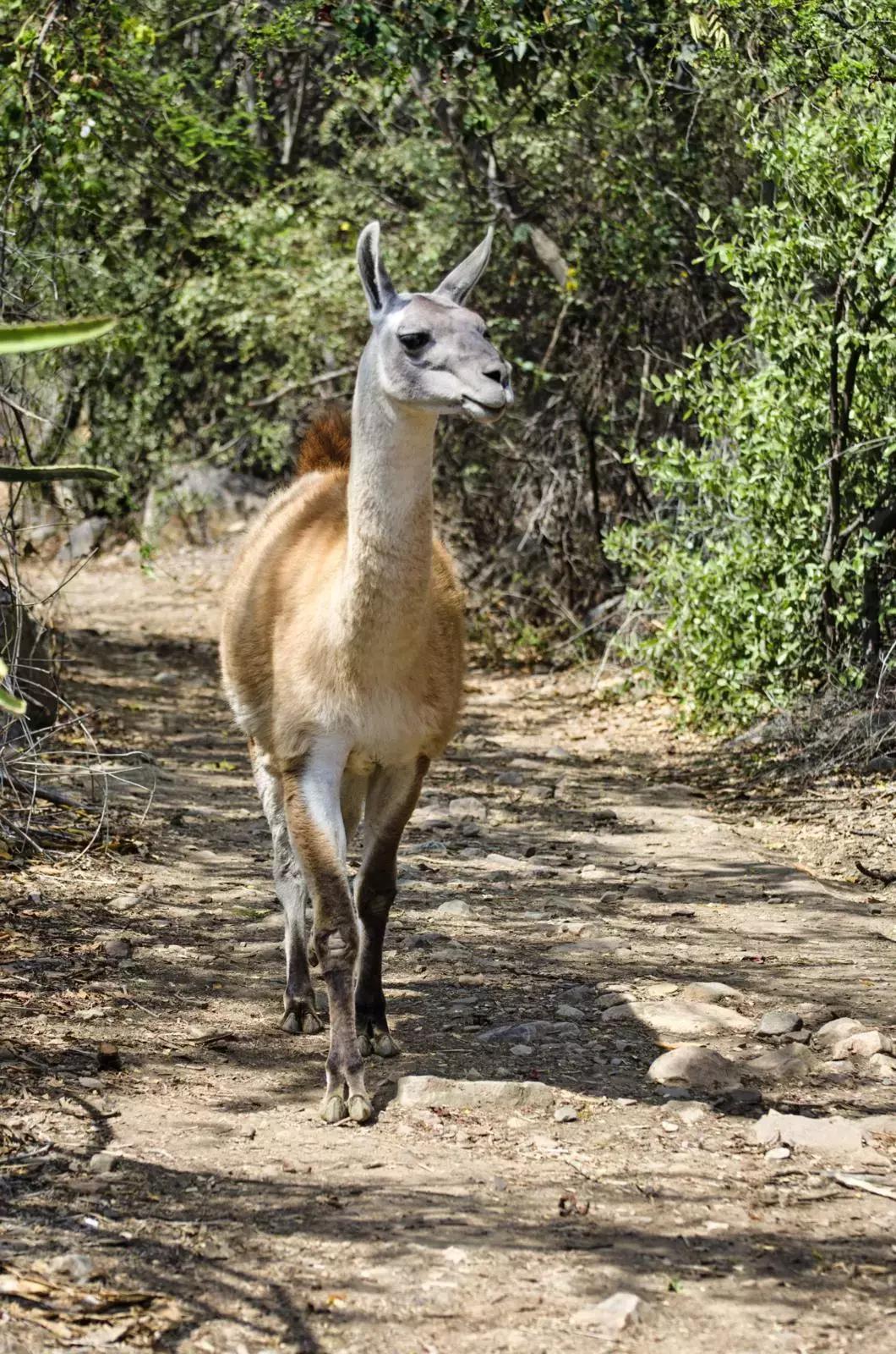 包括羊驼的十大神兽羊驼简介,羊驼神兽为什么吐口水