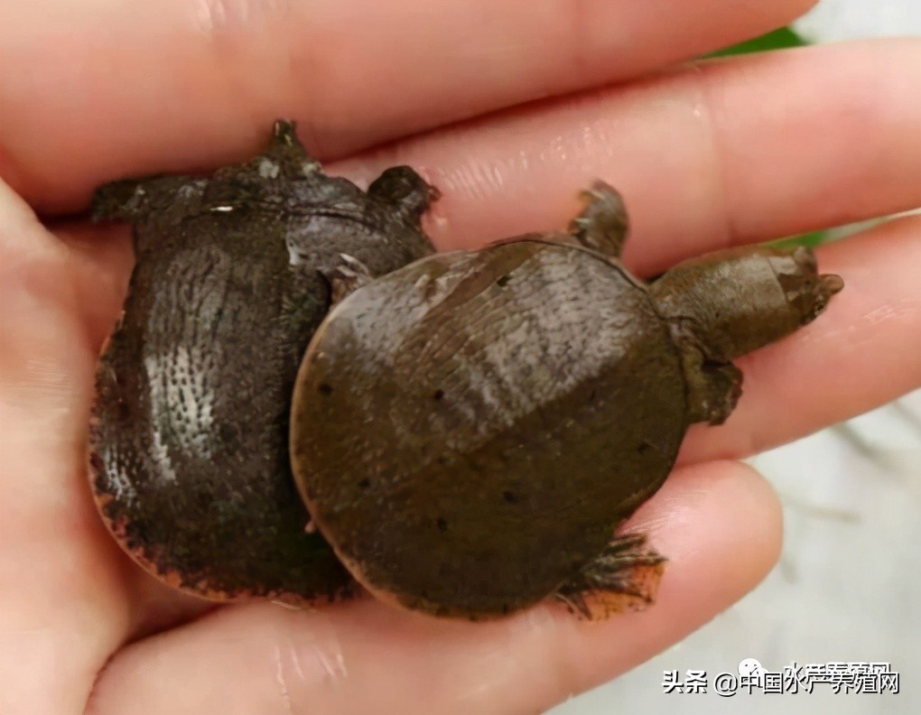 甲鱼养殖致富历程,养殖温室甲鱼赚钱