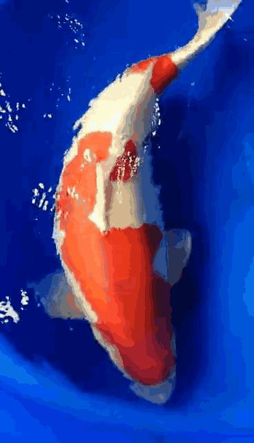 锦鲤怎样喂食长得快点,锦鲤怎么喂食才合理