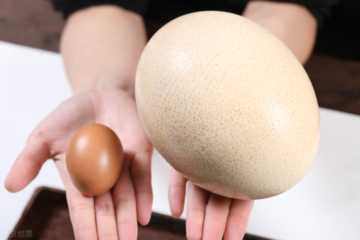 常见的蛋类有哪些,蛋类中最有营养蛋是什么