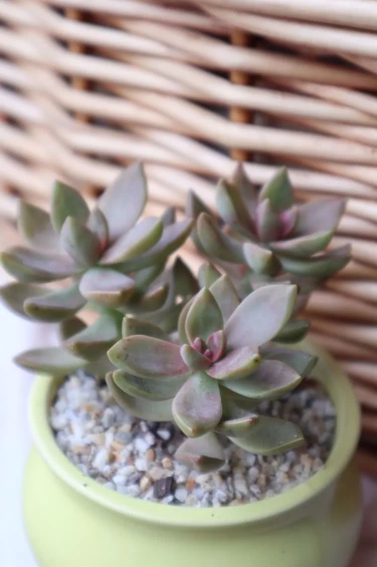 多肉名字怎么记,养多肉人的名字