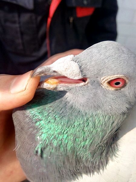 信鸽治疗鸽痘用什么药好得快,小鸽子得了鸽痘应该怎么治疗