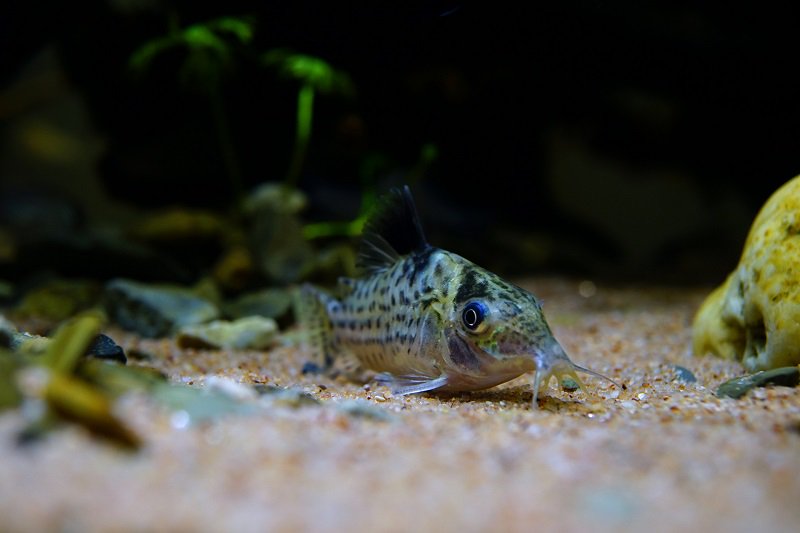 南美水族论坛推荐,南美水草造景论坛